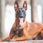 Pastore Belga Malinois