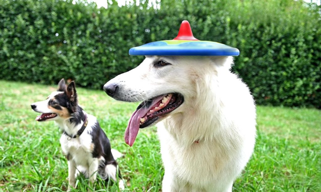 Addio vecchio frisbee, arriva TROTTO disk