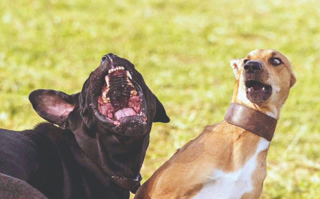 Cani e gatti che vengono male in foto