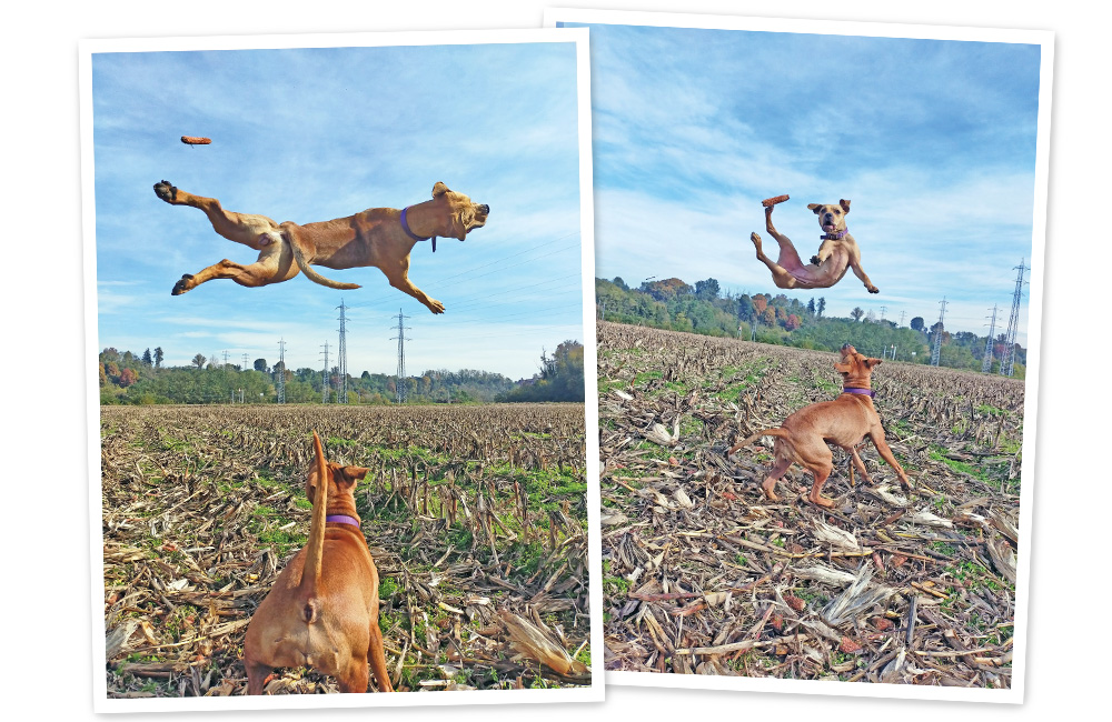 Cani e gatti che vengono male in foto