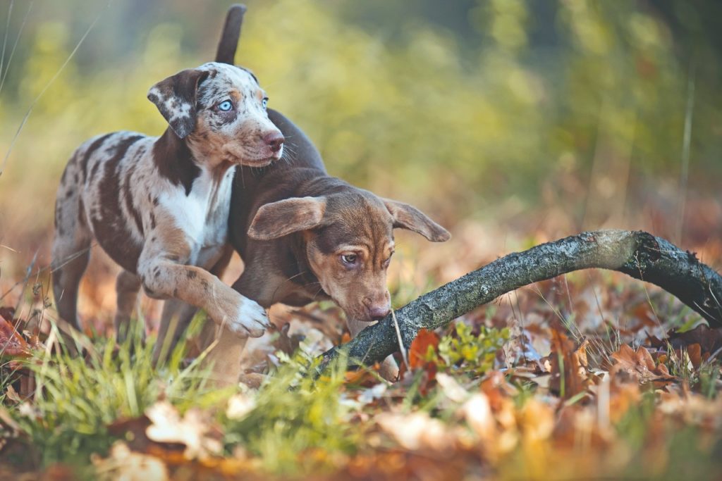 Catahoula Leopard Dog