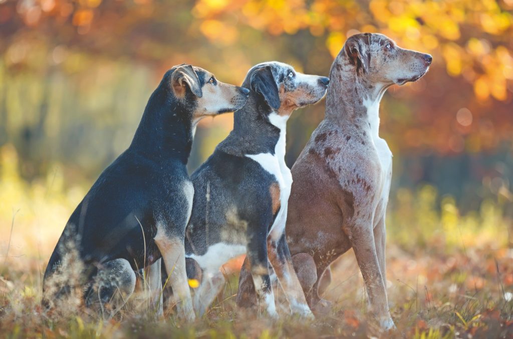 Catahoula Leopard Dog