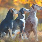 Catahoula Leopard Dog