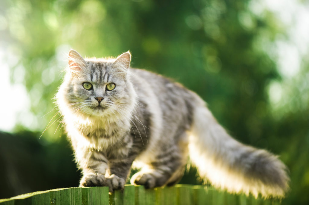 Cani e gatti, la natura è anche nella ciotola