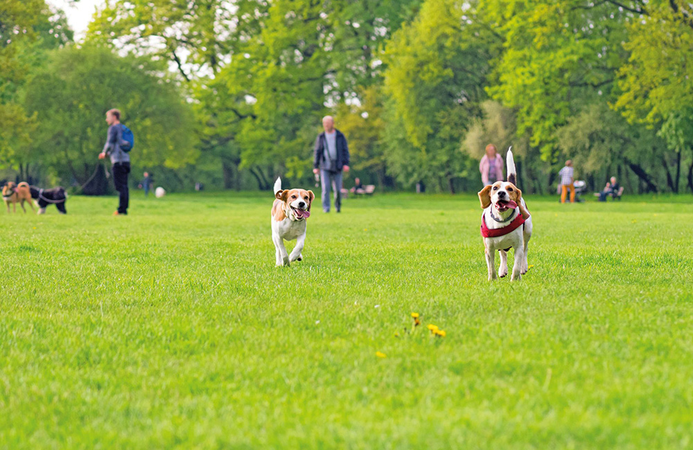 L’abc dell’area cani