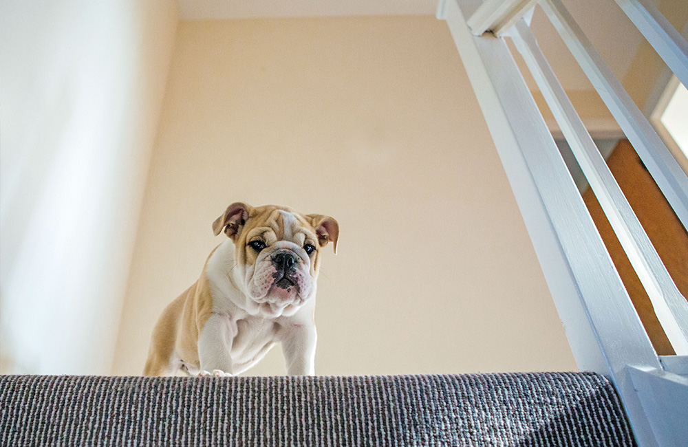 Affrontare le scale con il cane: è bene rispettare i suoi tempi