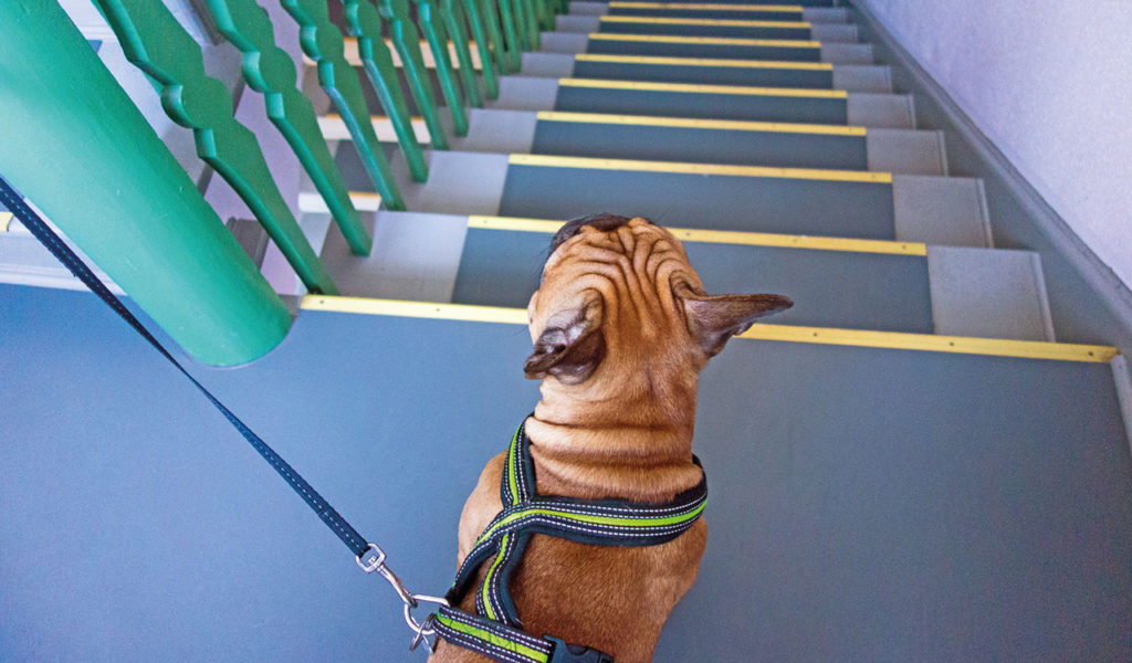 Esercizi propriocettivi per affrontare le scale con il cane
