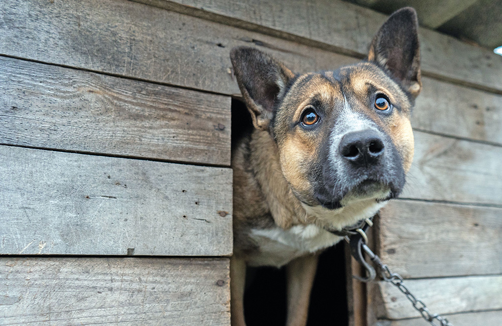 Cani a catena: urgono leggi e sanzioni