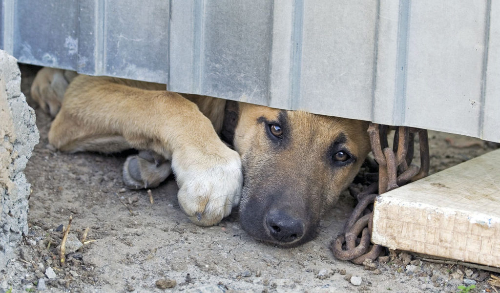 Cani a catena: urgono leggi e sanzioni