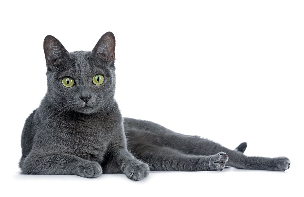 Korat