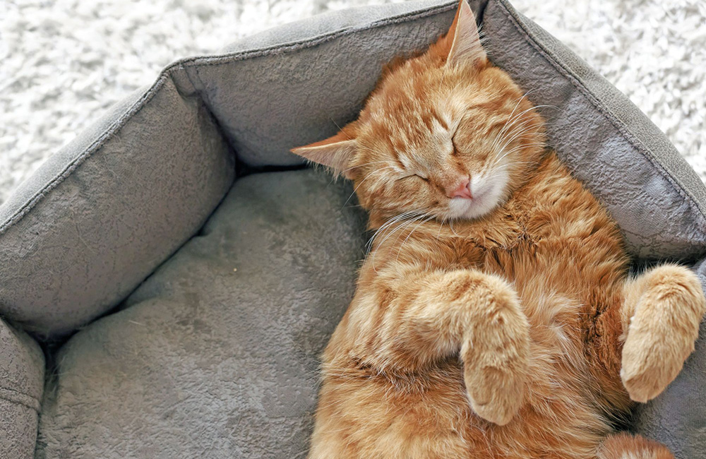 Perché i gatti dormono tanto?