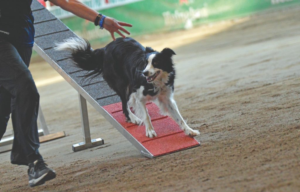 Sport cinofili in versione on line