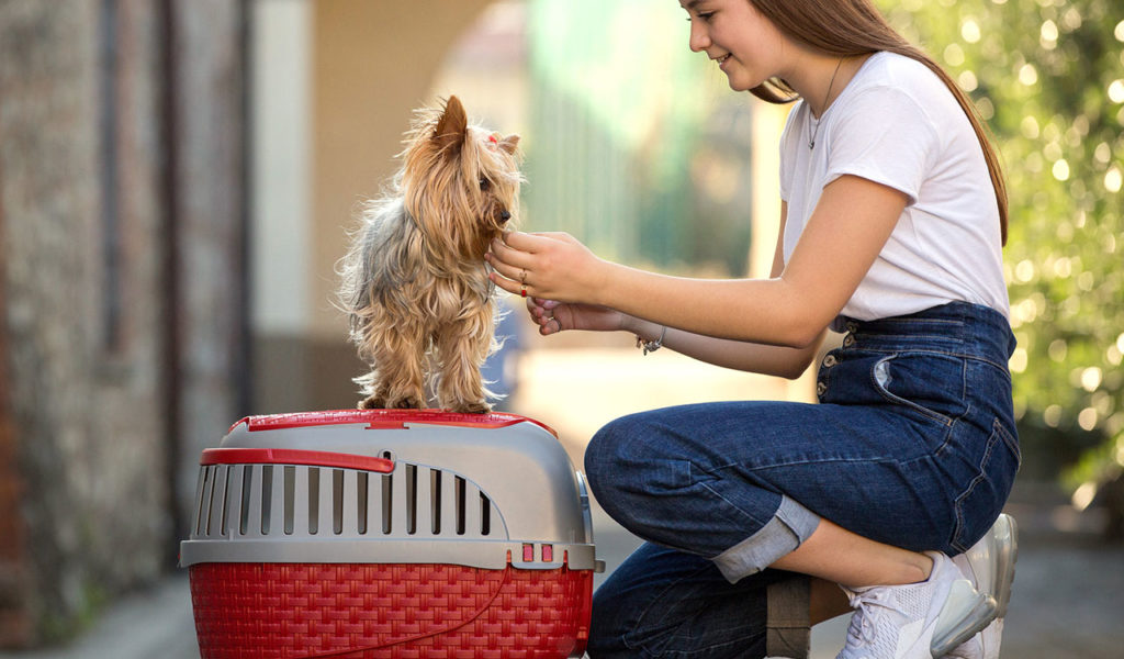 In viaggio con gli animali domestici