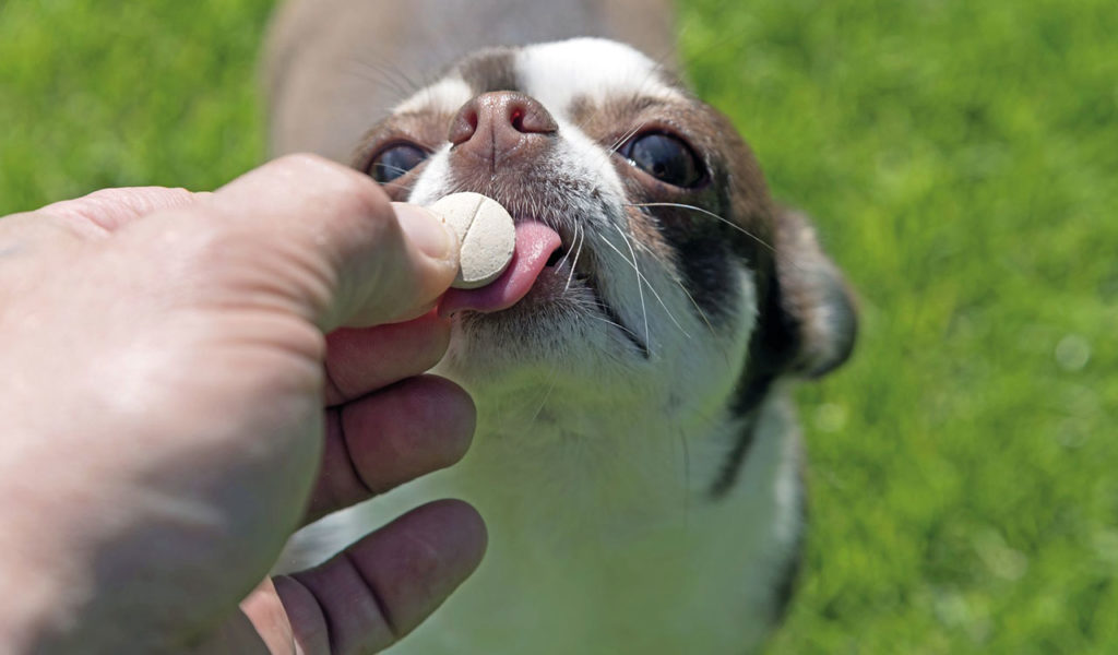 Farmaci umani anche per gli animali