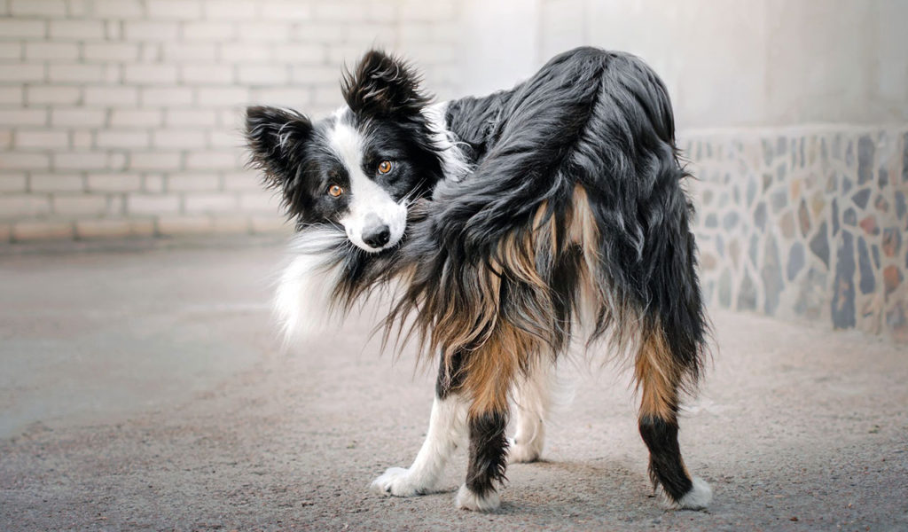 Fido ha bisogno di fare attività