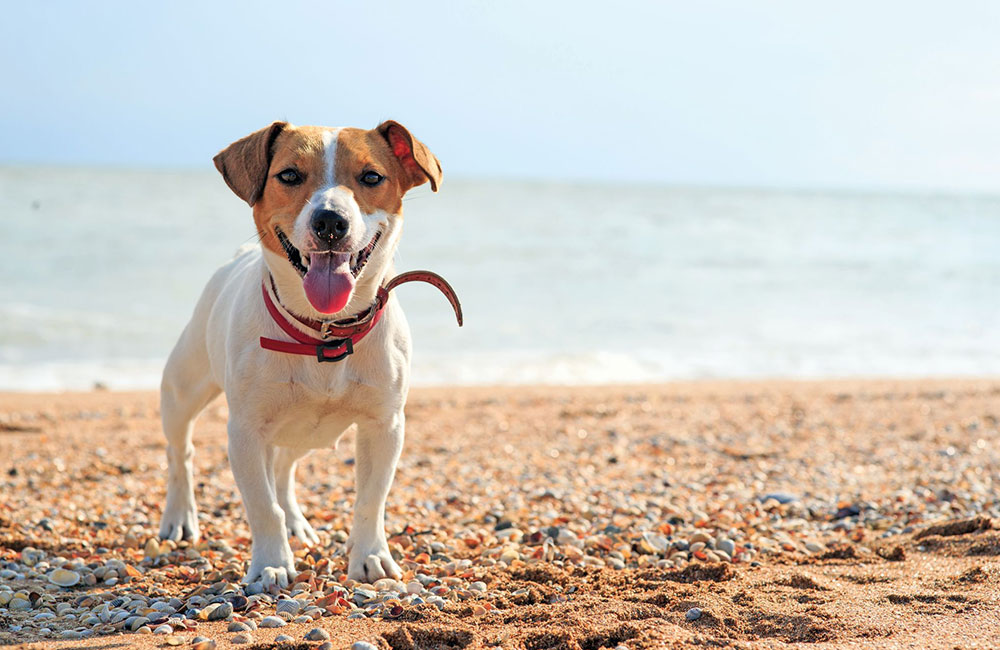 In spiaggia con Fido