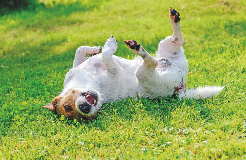 Prurito nel cane? Ecco come aiutarlo a stare bene