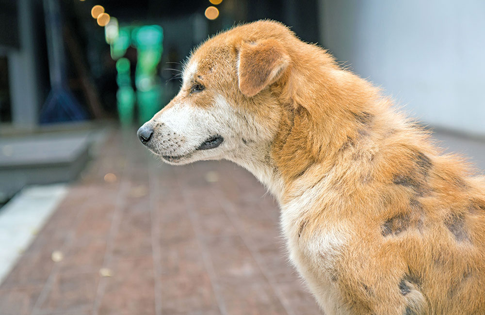 Problemi dermatologici di Fido e Micio