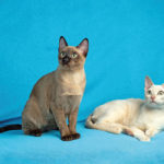 Tonkinese