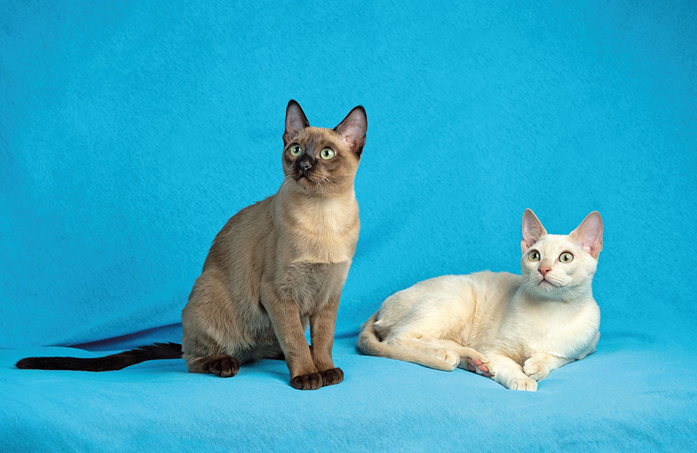 Tonkinese