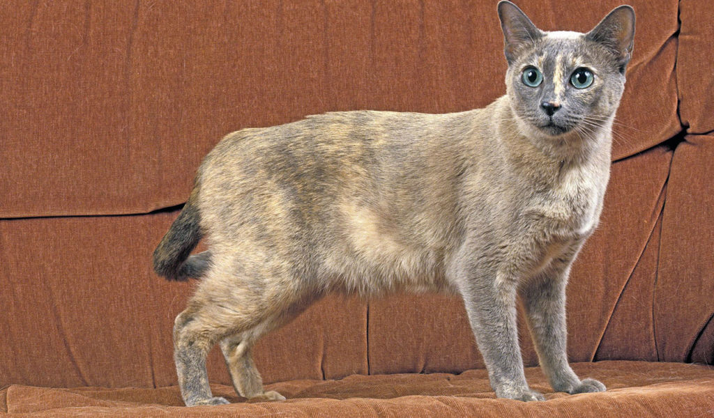 Tonkinese