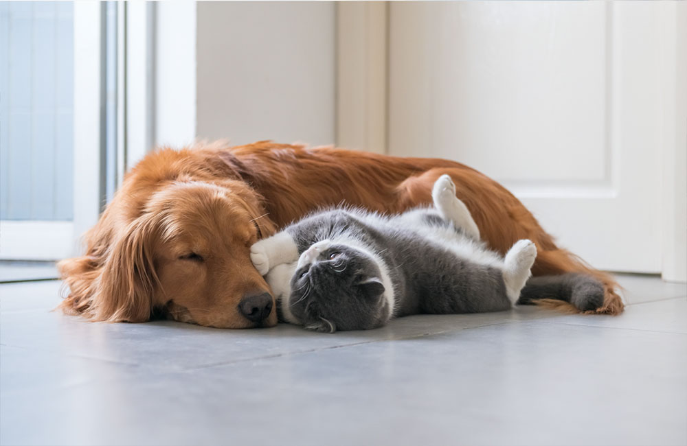 Cani e gatti, il benessere parte dall’ambiente