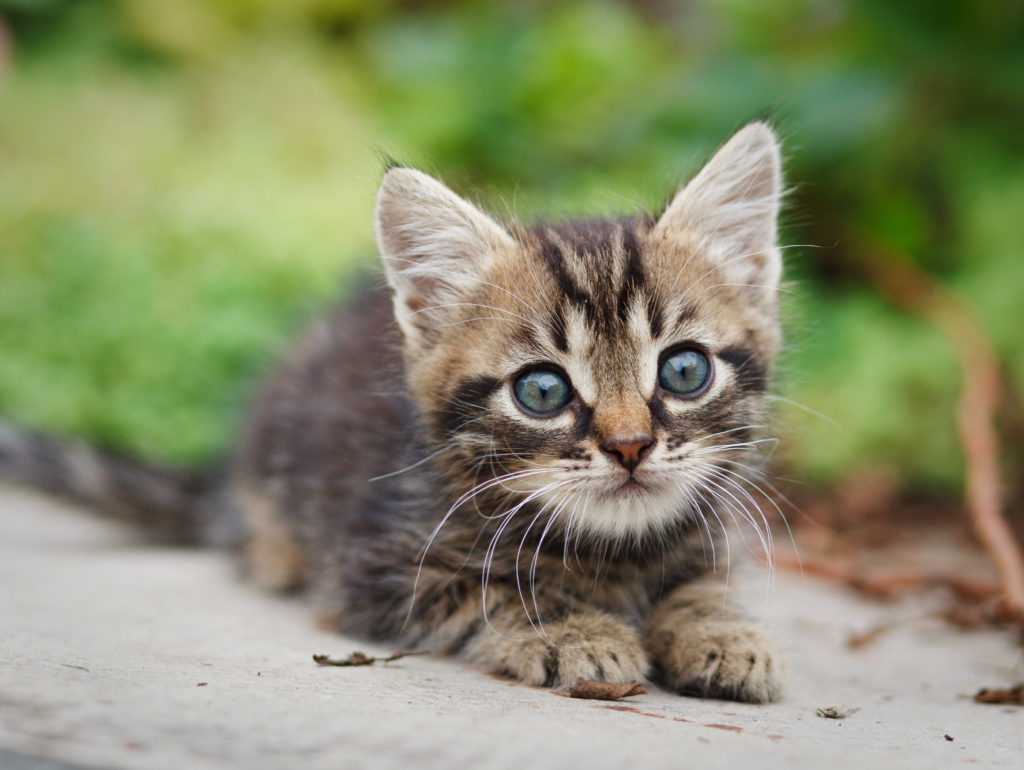 Gatto, ogni fase della vita ha la sua pappa