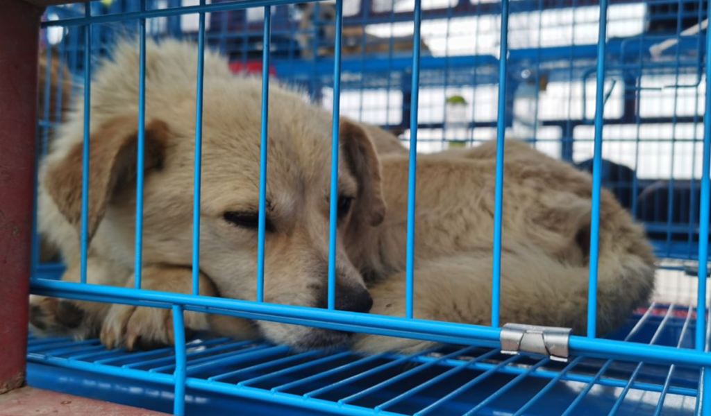 Con l’estate torna il consumo di carne di cane al festival di Yulin