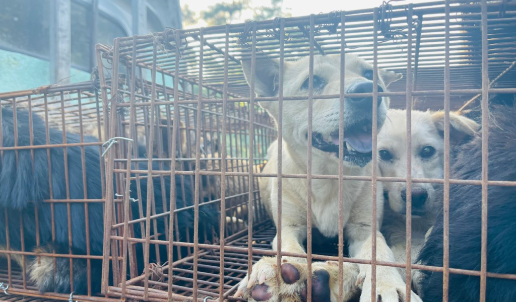 Con l’estate torna il consumo di carne di cane al festival di Yulin