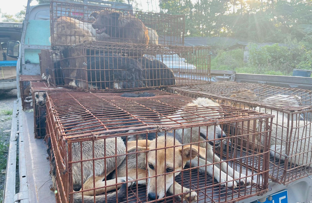 Con l’estate torna il consumo di carne di cane al festival di Yulin