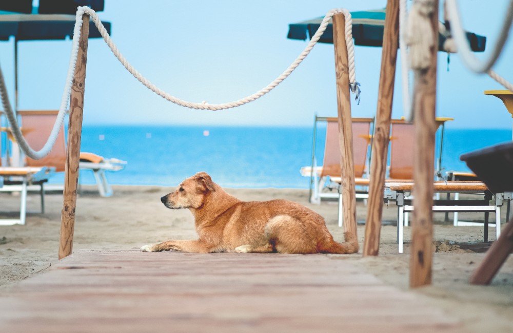 In spiaggia con il cane