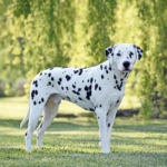 Dalmata