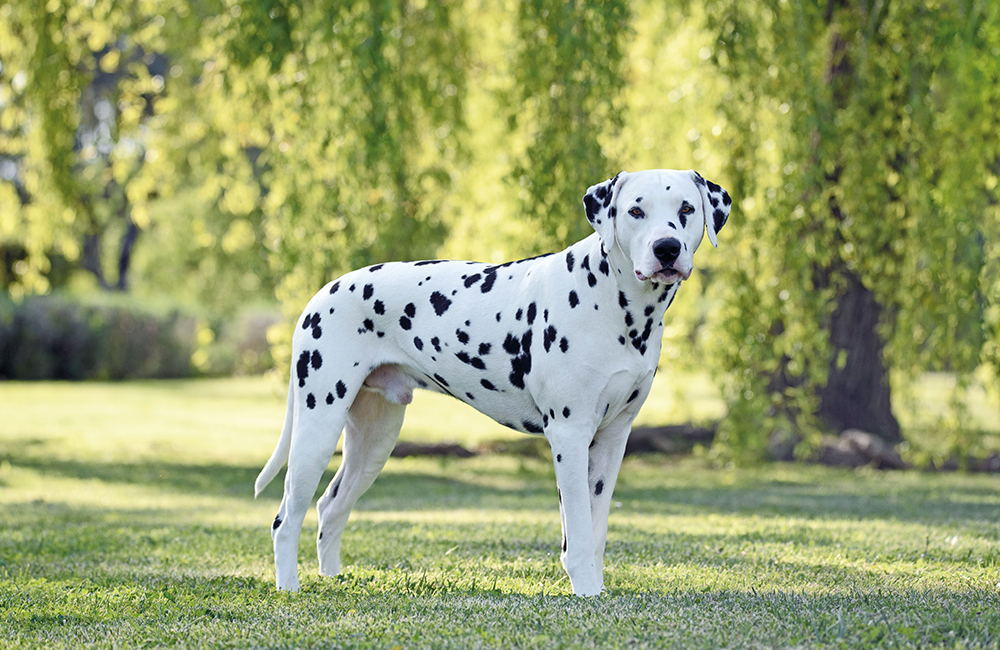 Dalmata