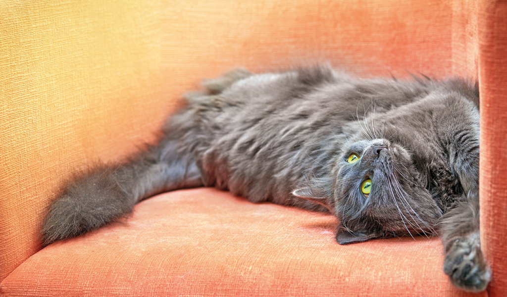 Nebelung