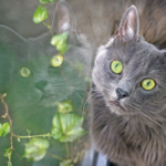 Nebelung