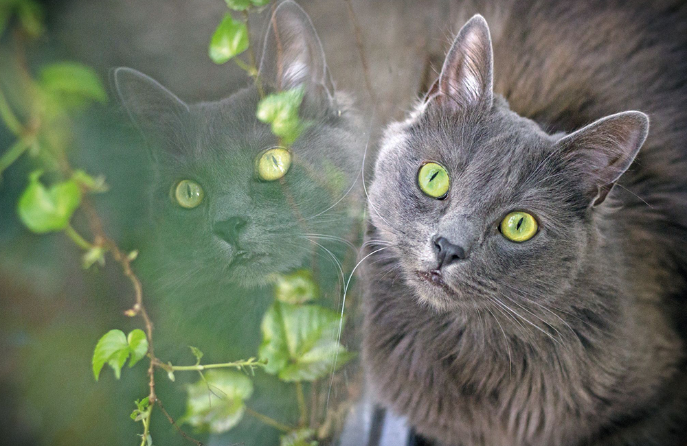 Nebelung