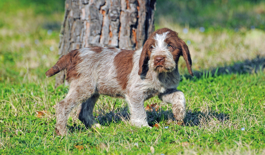 Spinone Italiano