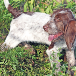 Spinone Italiano