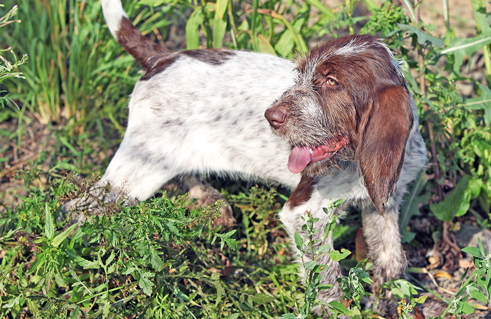 Spinone Italiano