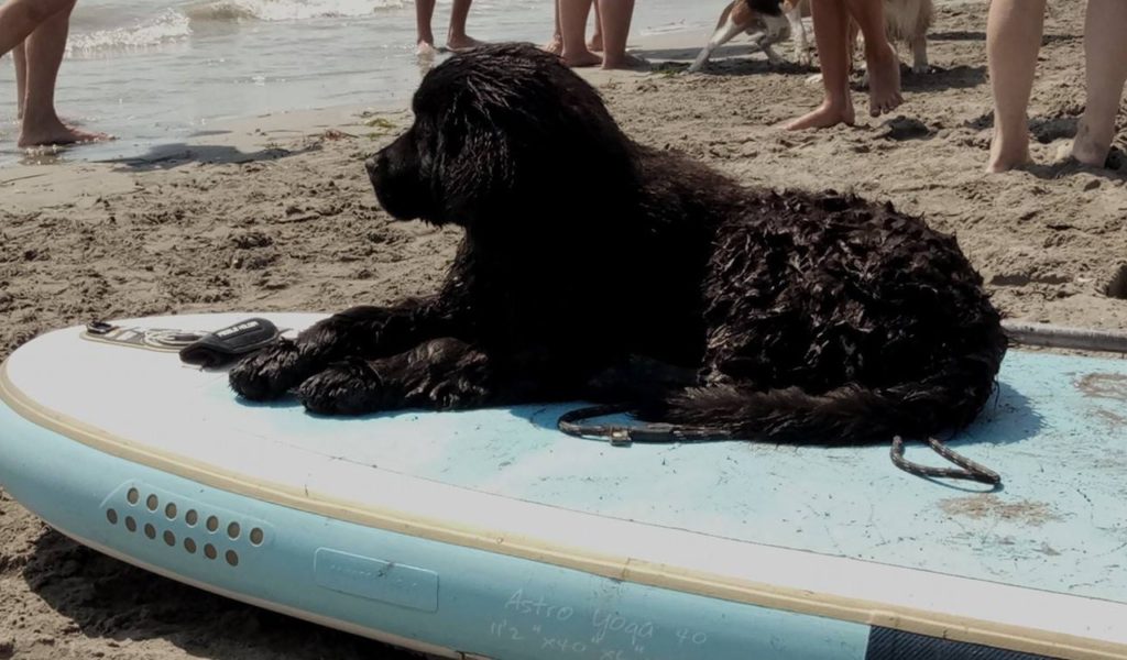 Doggy Beach Lignano Sabbiadoro