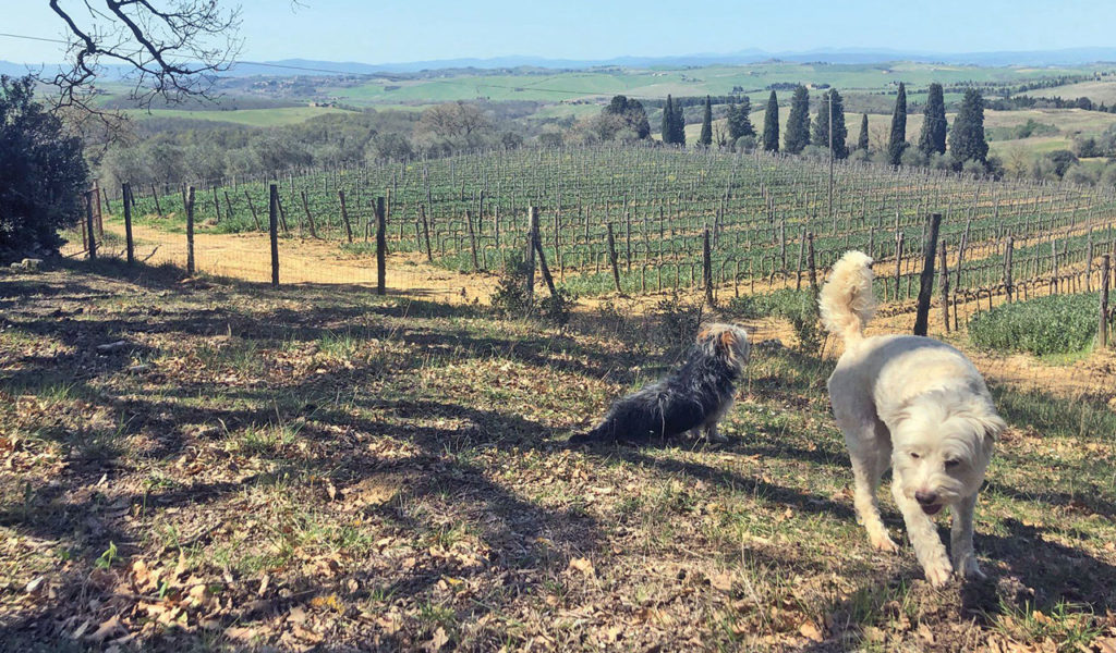 Fattoria del Colle