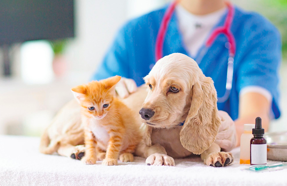 Disturbi intestinali nel cane e nel gatto