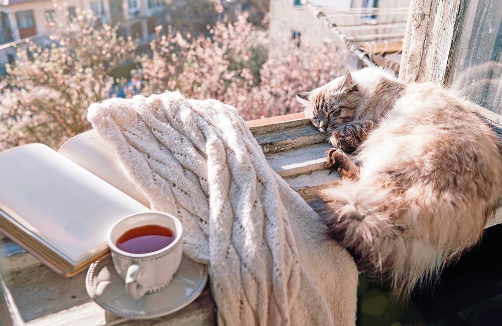 Vivere al meglio con un gatto anziano