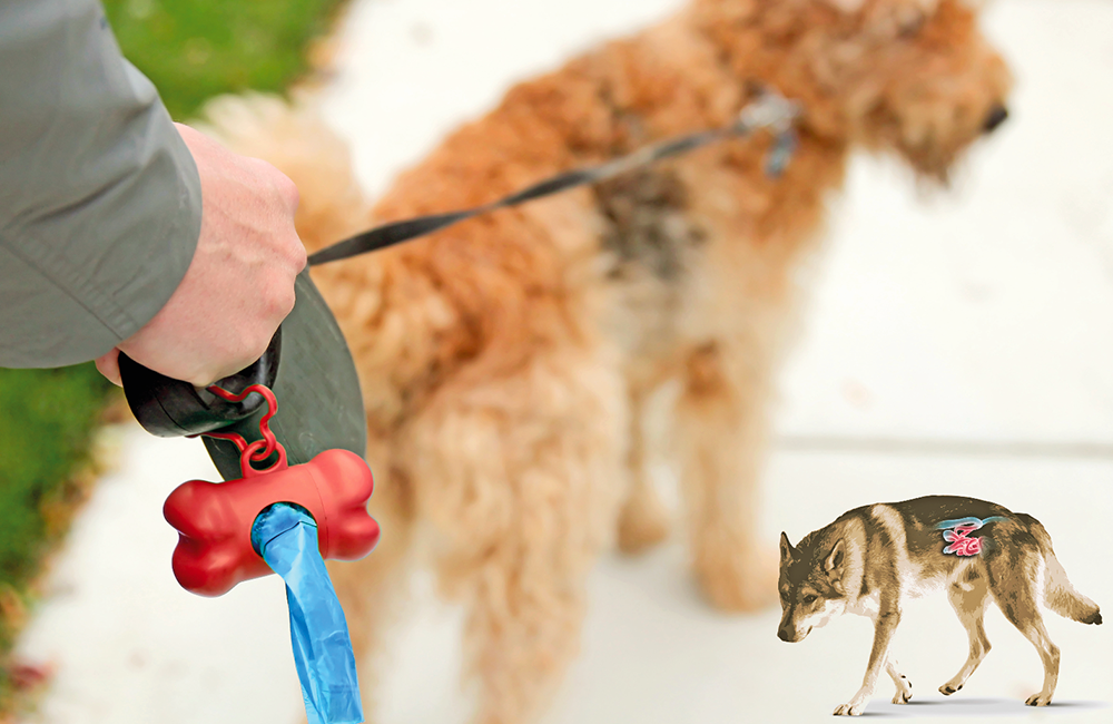 Un approccio dietetico innovativo e completo ai disturbi intestinali del cane