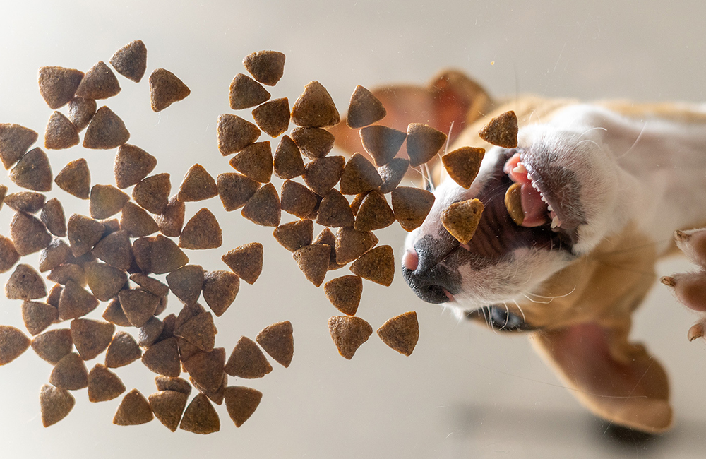 Pet food: la pappa su misura con un clic, 24 ore su 24