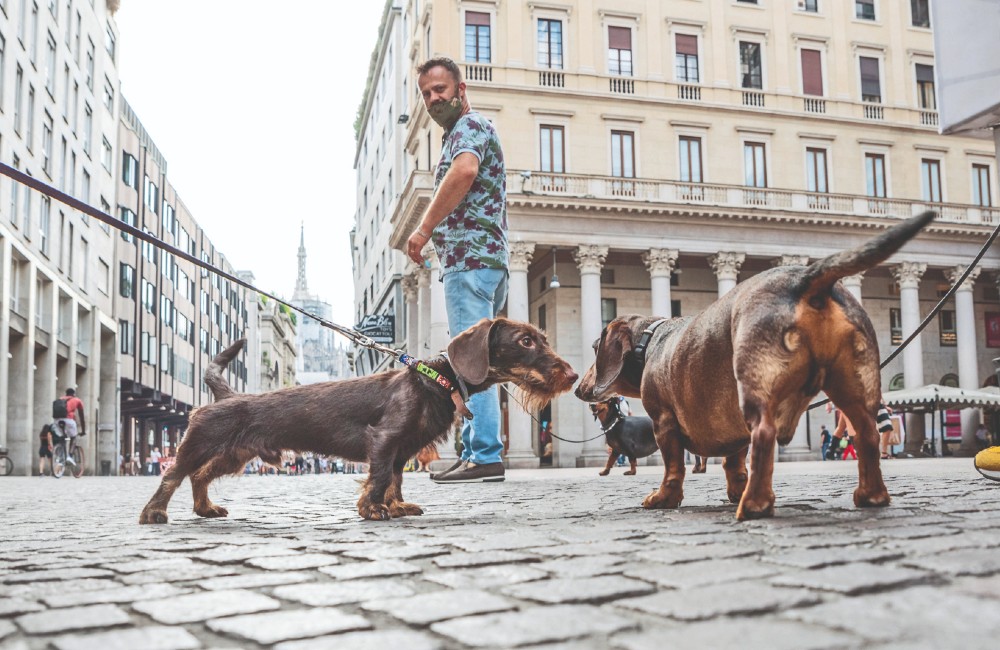 Bassotti in piazza