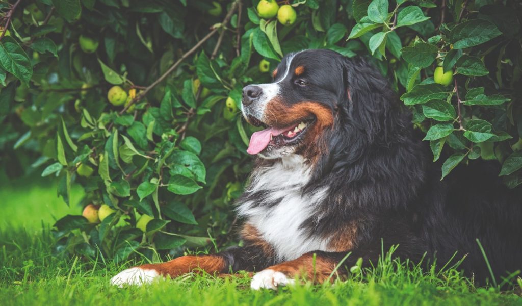 Bovaro del Bernese