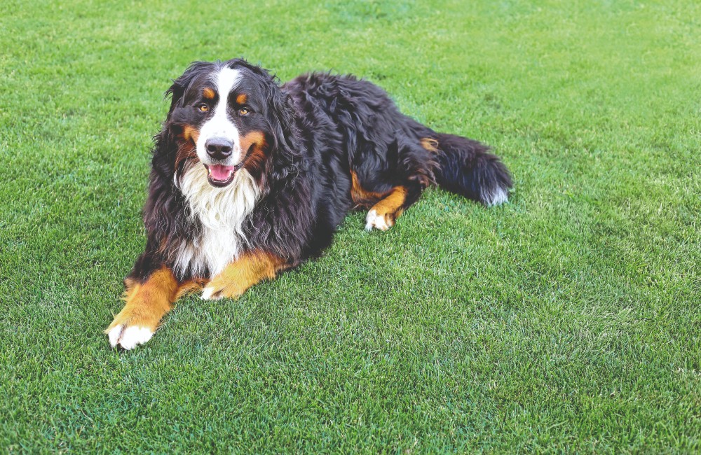 Bovaro del Bernese