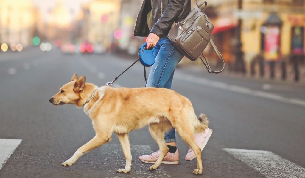 Cani e proprietari ansiosi