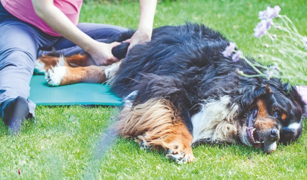 Problemi articolari nel cane e nel gatto